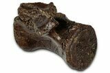 Fossil Tyrannosaur (Nanotyrannus) Caudal Vertebra - Montana #353275-1